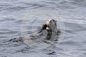 Sea otter that sails along the coast on the back of an autumn