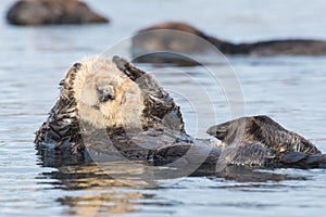 Sea otter saying `I can`t hear you` covering ears