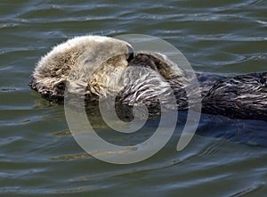 Sea otter sleep