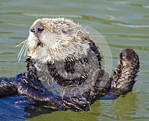 Sea otter stretch