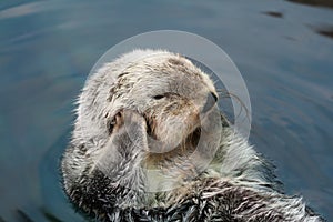 Sea otter