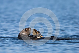 Sea Otter using tools to feed