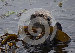A sea otter wrapped in kelp