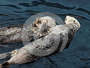 Sea Otters Or Enhydra Lutris