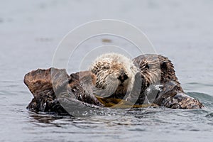Sea otters (Enhydra lutris) swimming in the sea in closeup