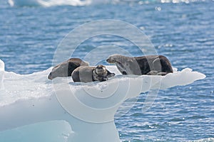 Sea Otters on an Ice Berg