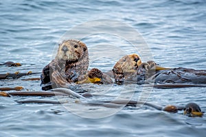 Sea otters in the ocean in Tofino, Vancouver island, British Columbia Canada