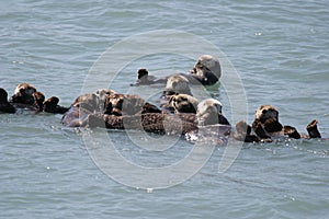 Alaska Sea Otters in Raft Cluster photo