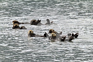 Sea otters photo