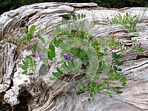 Sea pea ( Lathyrus japonicus ) growing on a wood at the beach