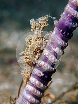 Sea Pen Shrimp - Latreutes sp.