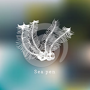 Sea Pens vector illustration.Drawing of coral polyp on blurred background.