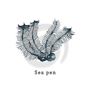 Sea Pens vector illustration.Drawing of coral polyp on white background.