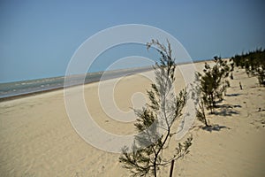 sea pine plants (Casuarina equisetifolia) planted on the beach