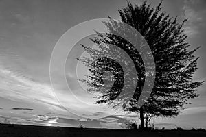 Sea pine trees that grow alone on the beach look beautiful, complete with the appearance of the sunset