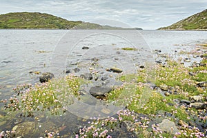 Sea Pink Armeria Maritima under water photo