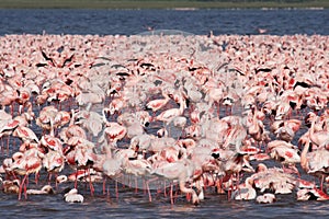 Sea of pink flamingos, Kenya