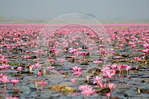 Sea of pink lotus