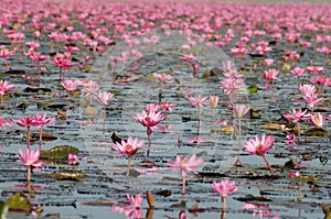 Sea of pink lotus