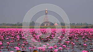 Sea of pink lotus,Nong Han, Udon Thani, Thailand (unseen in Thai