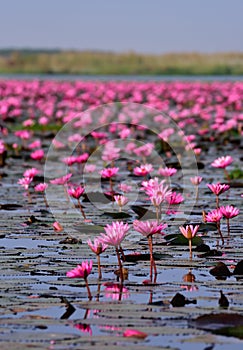 Sea of pink lotus,Nong Han, Udon Thani, Thailand (unseen in Thai