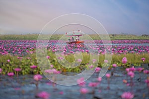 Sea of pink lotus, Nonghan, Udonthani, Thailand, Unseen in Thailand