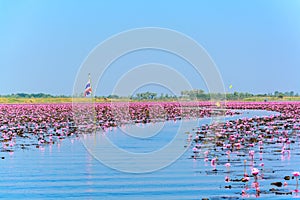 Sea of pink lotus in Udon Thani, Thailand