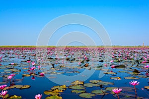 Sea of pink lotus in Udon Thani, Thailand