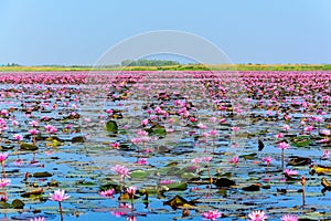 Sea of pink lotus in Udon Thani, Thailand