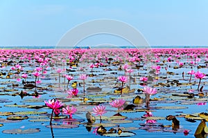 Sea of pink lotus in Udon Thani, Thailand