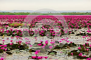 Sea of pink and red lotus at Udonthani Thailand