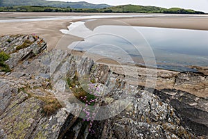 Sea Pinks growing on rocks by the sea at Portmeirion