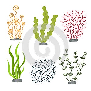 Sea plants and aquatic marine algae. Seaweed set vector illustration