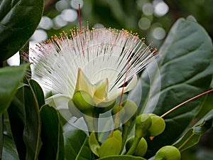 Sea Poison Tree in full bloom on its tree, Flower of Barringtonia asiatica.