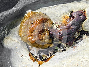 Sea potato in a rock pool