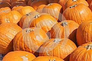 A Sea of Pumpkins