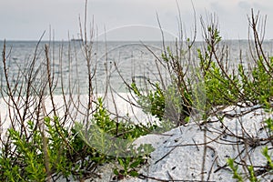 Sea Purslane-Sesuvium portulacastrum along beach shoreline