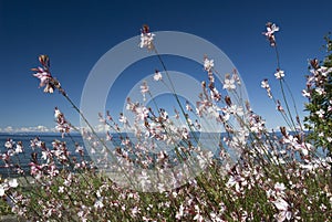 Sea and Qualicum Beach