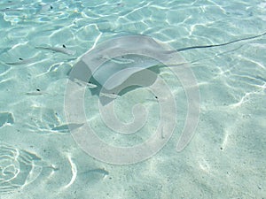 Sea Ray photo