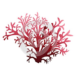 Sea red coral isolated on white background, stock vector illustration for design and decoration
