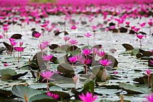 Sea of red lotus