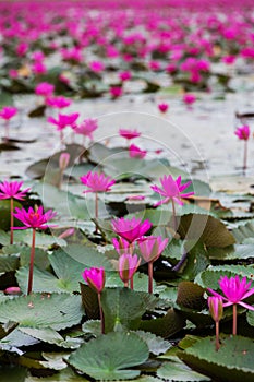 Sea of red lotus