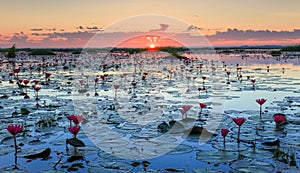 The sea of red lotus, Lake Nong Harn, Udon Thani, Thailand