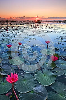 The sea of red lotus, Lake Nong Harn, Udon Thani, Thailand