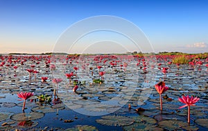 The sea of red lotus, Lake Nong Harn, Udon Thani, Thailand