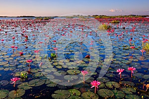 The sea of red lotus, Lake Nong Harn, Udon Thani, Thailand photo
