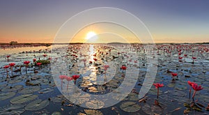 The sea of red lotus, Lake Nong Harn, Udon Thani, Thailand