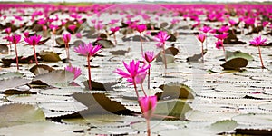 Sea of red lotus , Marsh Red lotus Sea of red lotus