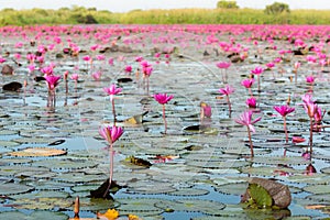 The sea of Red Lotus Pink water lilies lake - Beautiful Nature Landscape red Lotus sea in the morning with fog blurred