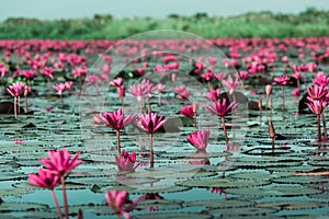 The sea of Red Lotus Pink water lilies lake - Beautiful Nature Landscape red Lotus sea in the morning with fog blurred